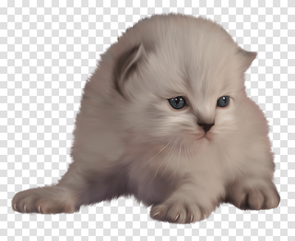 Kitten Clip Art Clip Art, Angora, Cat, Pet, Mammal Transparent Png