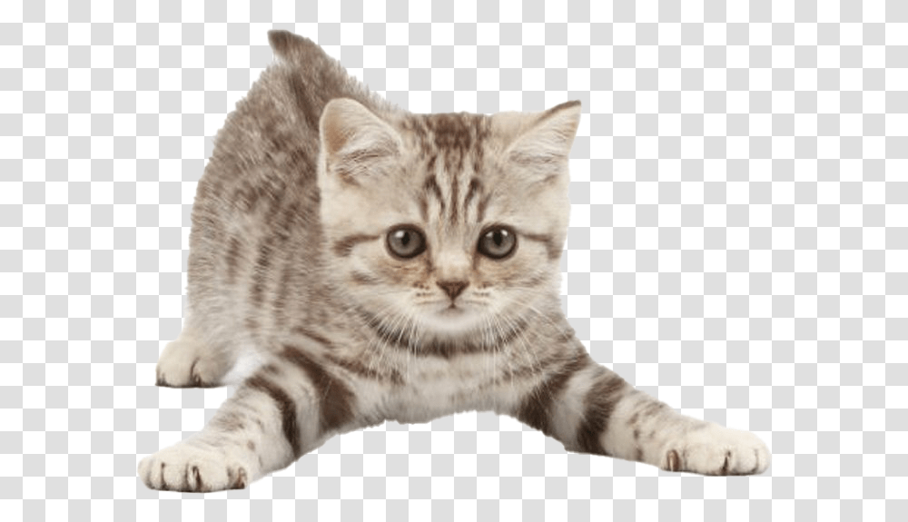 Kitten Clipart Kittens To Copy And Paste, Cat, Pet, Mammal, Animal Transparent Png