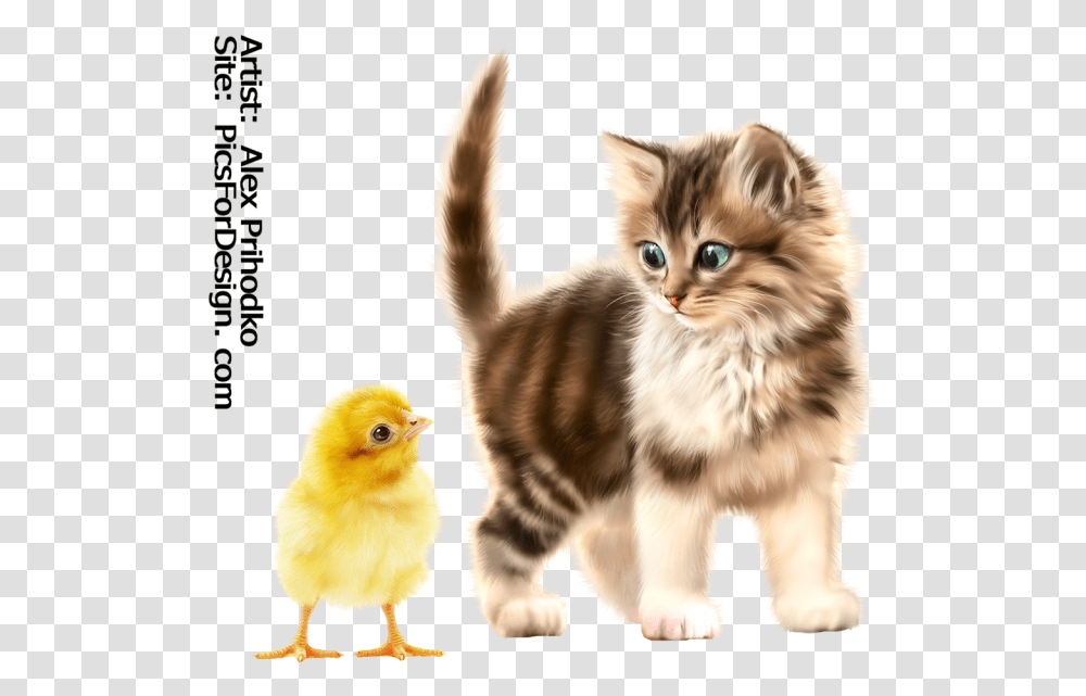 Kitten Download, Cat, Pet, Mammal, Animal Transparent Png