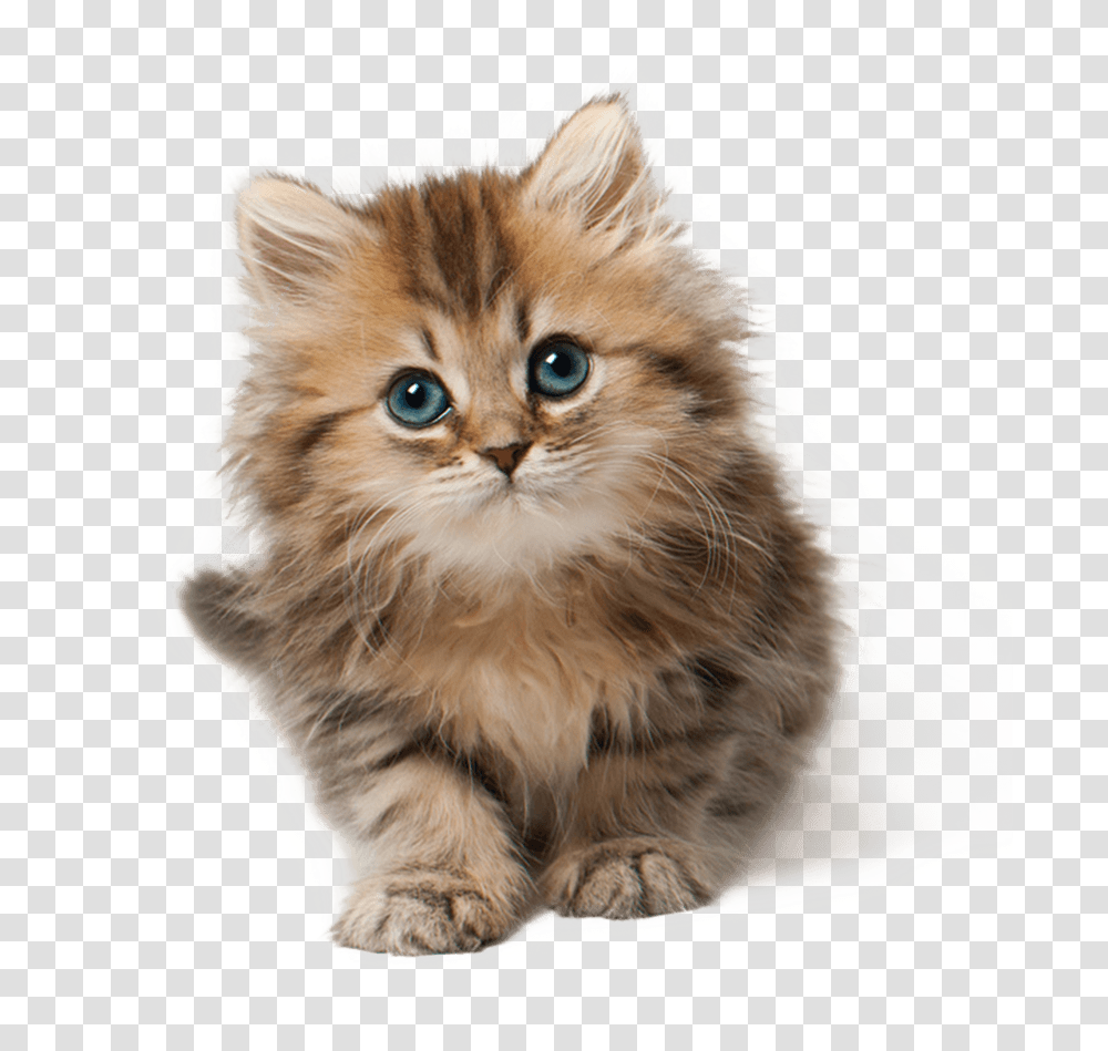 Kitten Face Background, Cat, Pet, Mammal, Animal Transparent Png
