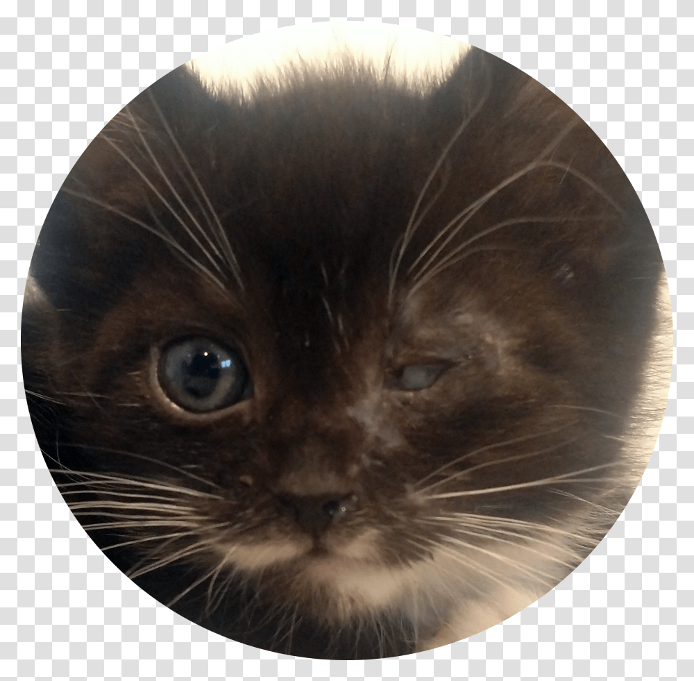 Kitten Face Transparent Png