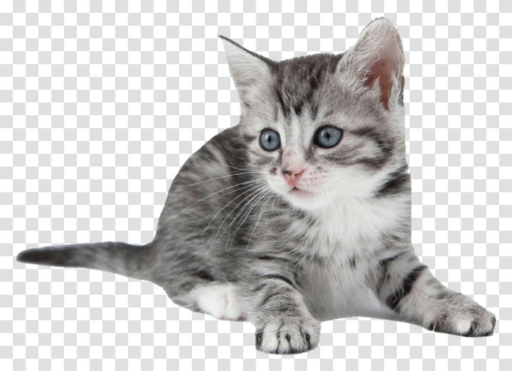 Kitten Free Image Kitten, Manx, Cat, Pet, Mammal Transparent Png