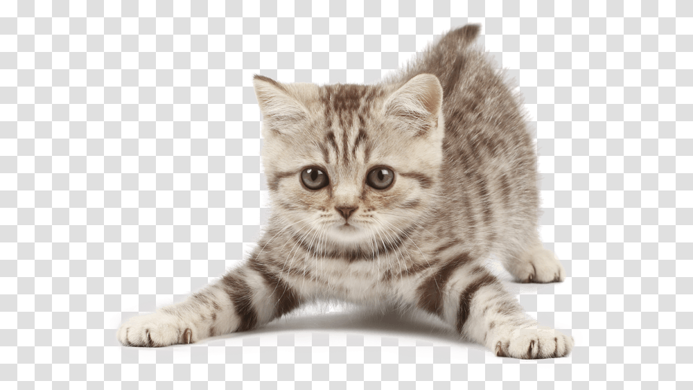 Kitten Freeuse Cat With Background, Pet, Mammal, Animal, Manx Transparent Png