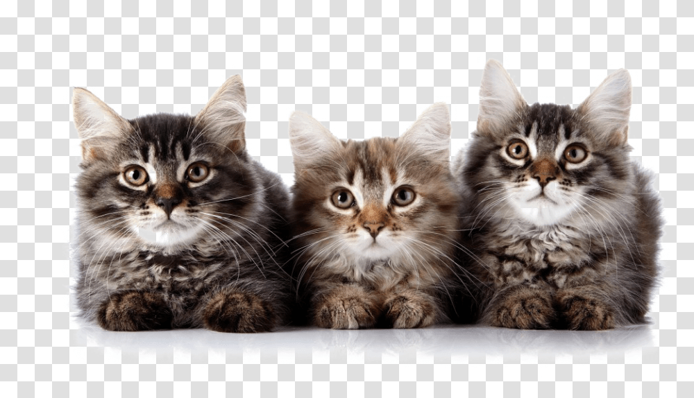 Kitten Image Kittens, Cat, Pet, Mammal, Animal Transparent Png