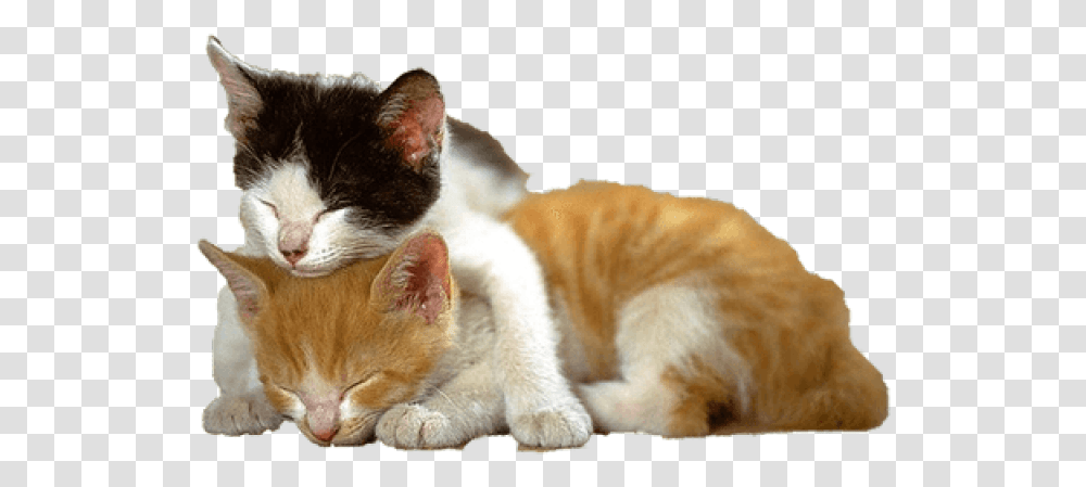Kitten Images Cats And Kittens Background, Pet, Mammal, Animal, Manx Transparent Png