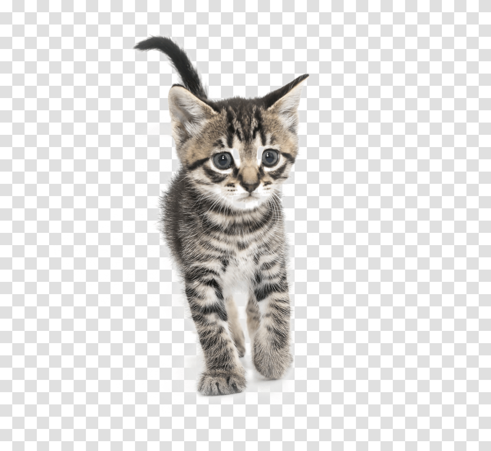 Kitten Images Domestic Short Haired Cat, Pet, Mammal, Animal, Manx Transparent Png