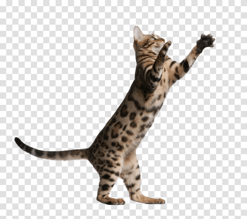 Kitten Jumping Banner Background Jumping Cat, Panther, Wildlife, Mammal, Animal Transparent Png