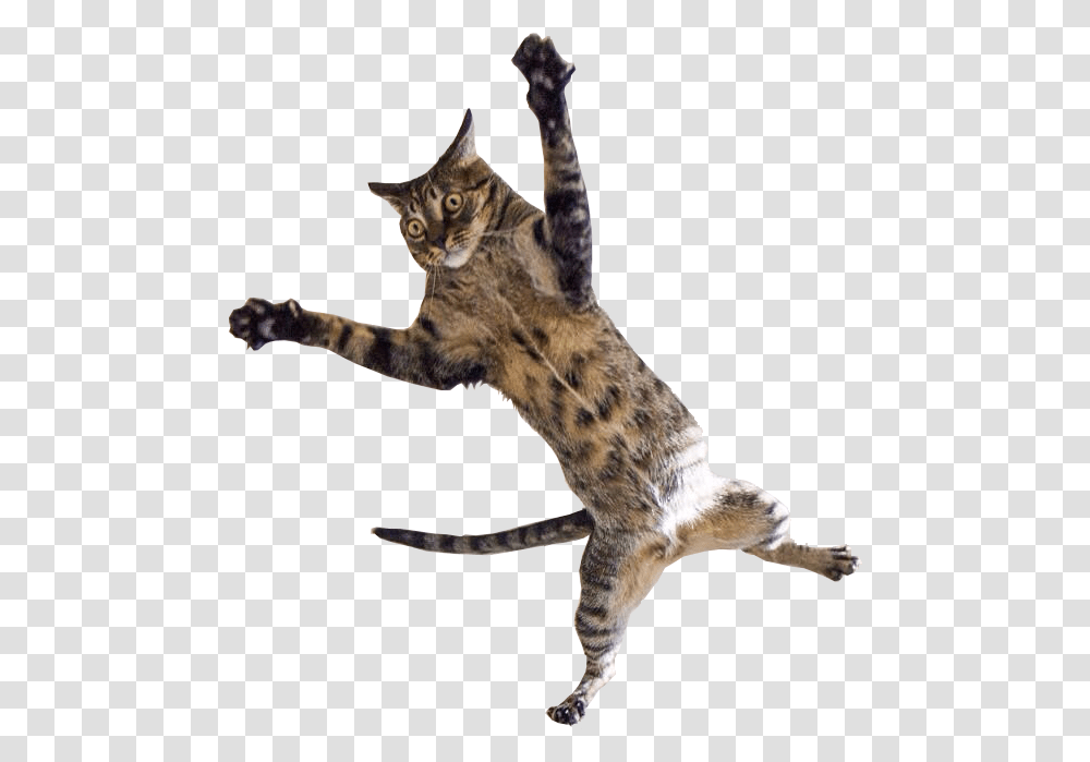 Kitten Jumping Cat Jumping Background, Pet, Mammal, Animal, Wildlife Transparent Png