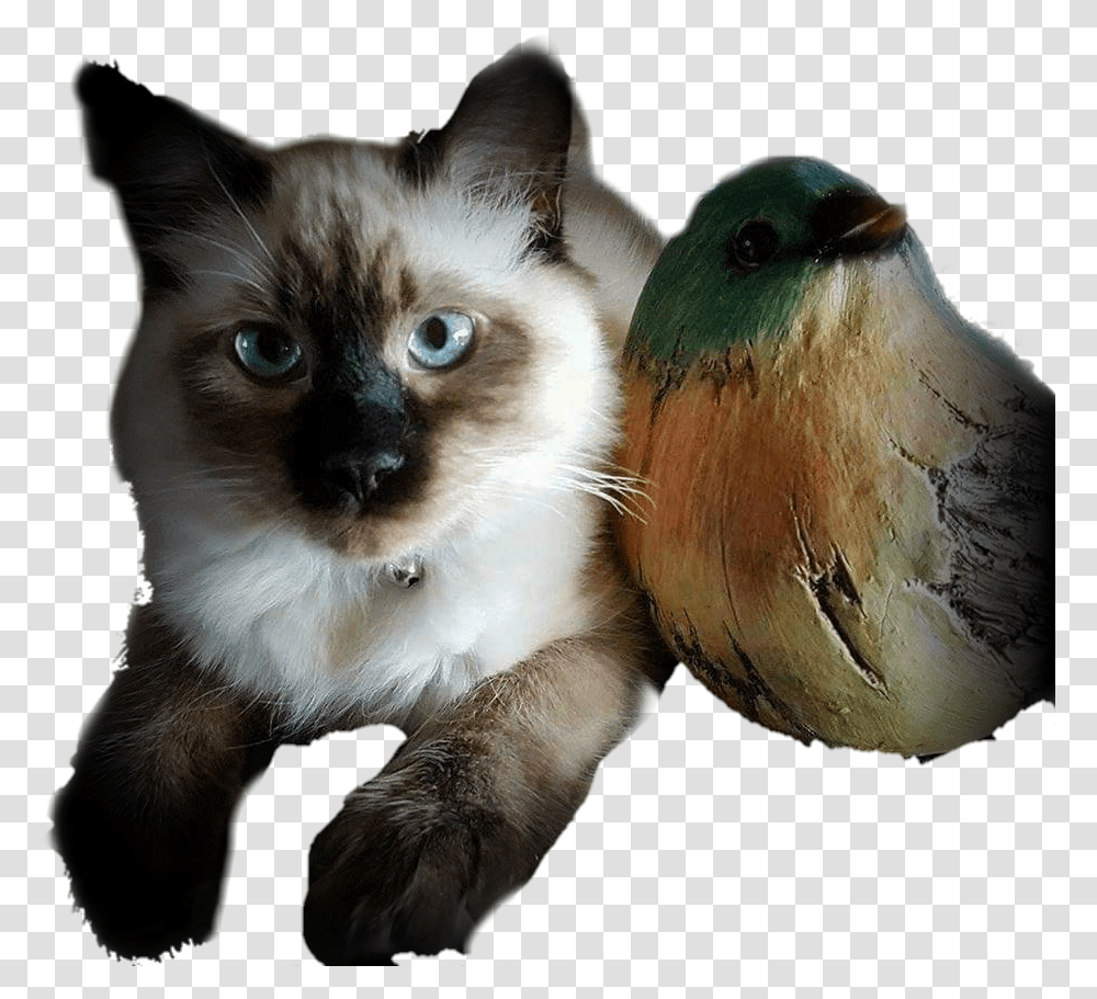 Kitten Louis Ragdoll Siamese Cat Libertymoon74 Kitten, Pet, Mammal, Animal, Bird Transparent Png