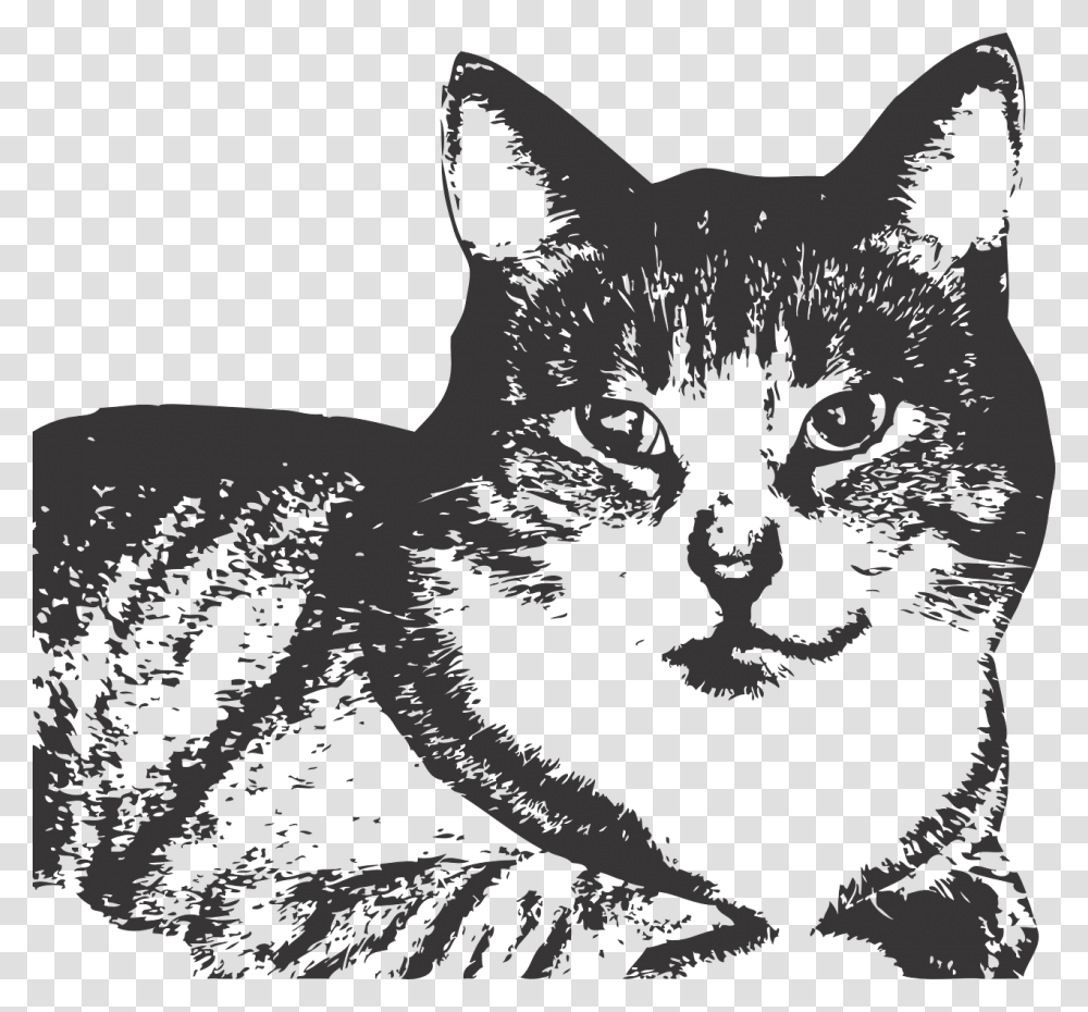 Kitten, Mammal, Animal, Cat, Pet Transparent Png