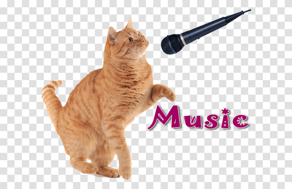 Kitten Microphone St Gertrude Of Nivelles Icon, Manx, Cat, Pet, Mammal Transparent Png