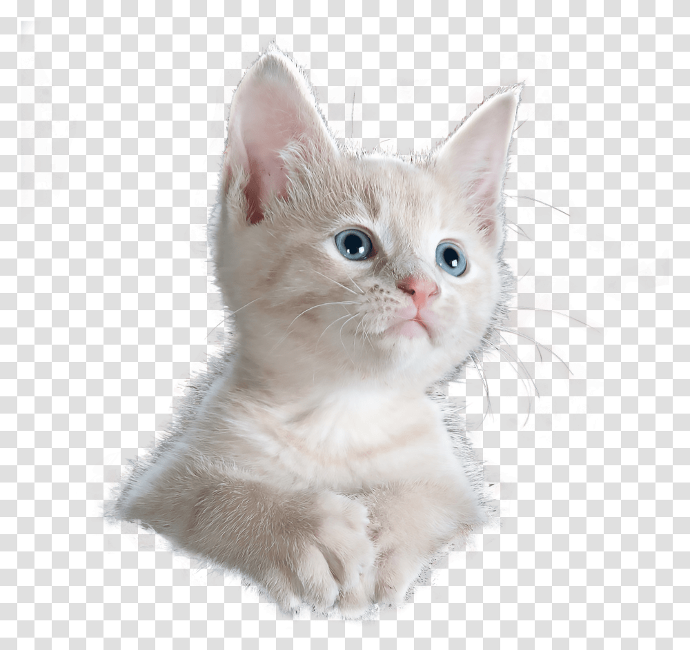 Kitten Overlays For Designers And Animal Abuse Awareness Poster, Cat, Pet, Mammal, Angora Transparent Png
