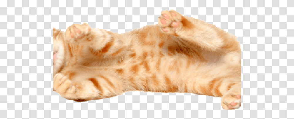 Kitten, Pet, Animal, Mammal, Cat Transparent Png