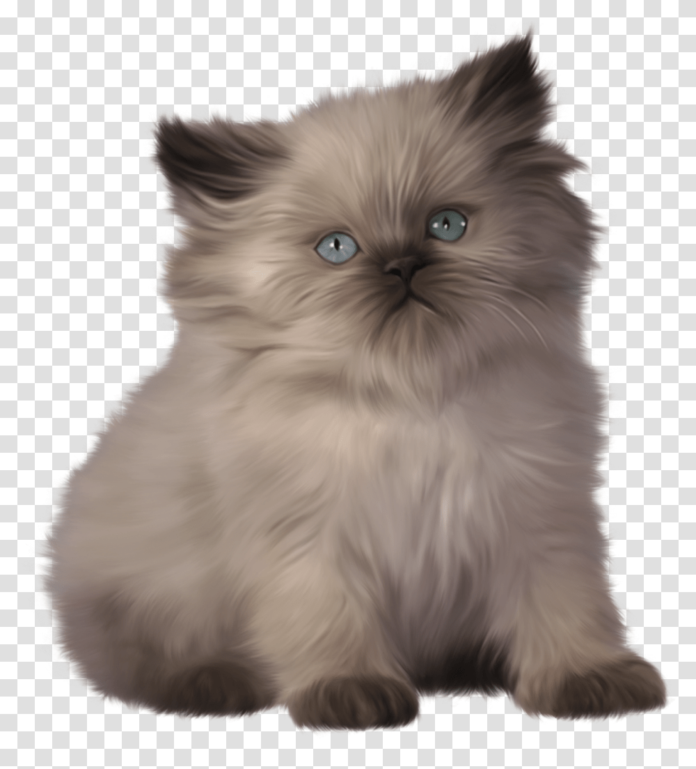 Kitten & Clipart Free Download Ywd Short Hair Himalayan Cat, Angora, Pet, Mammal, Animal Transparent Png
