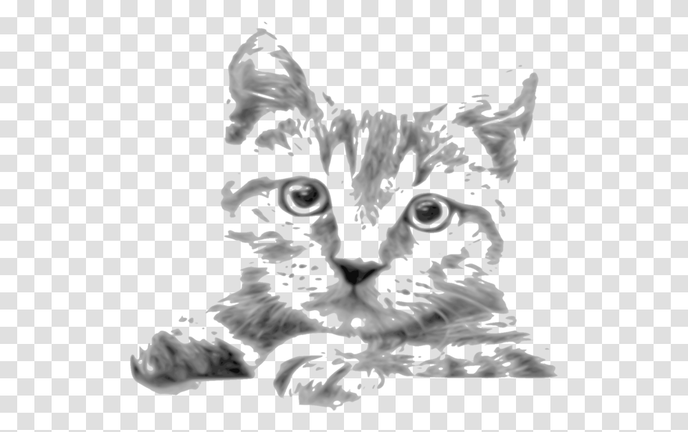 Kitten Whiskers Tabby Cat Siamese Cat Javanese Cat Cat Drawings In Pencil, Floral Design, Pattern Transparent Png
