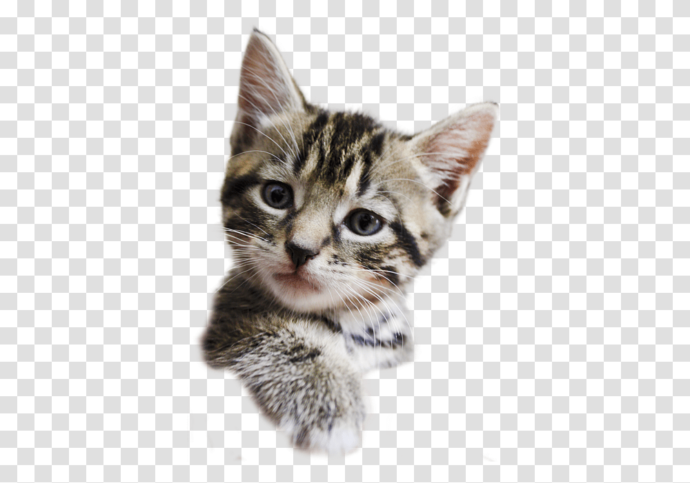 Kittens Background Picture Background Kitten, Cat, Pet, Mammal, Animal Transparent Png