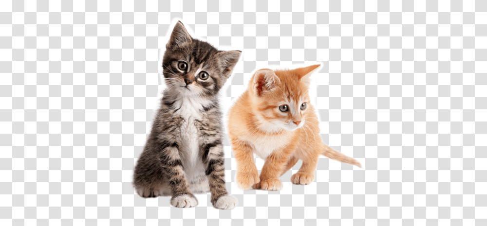 Kittens Blank Background Kittens, Cat, Pet, Mammal, Animal Transparent Png