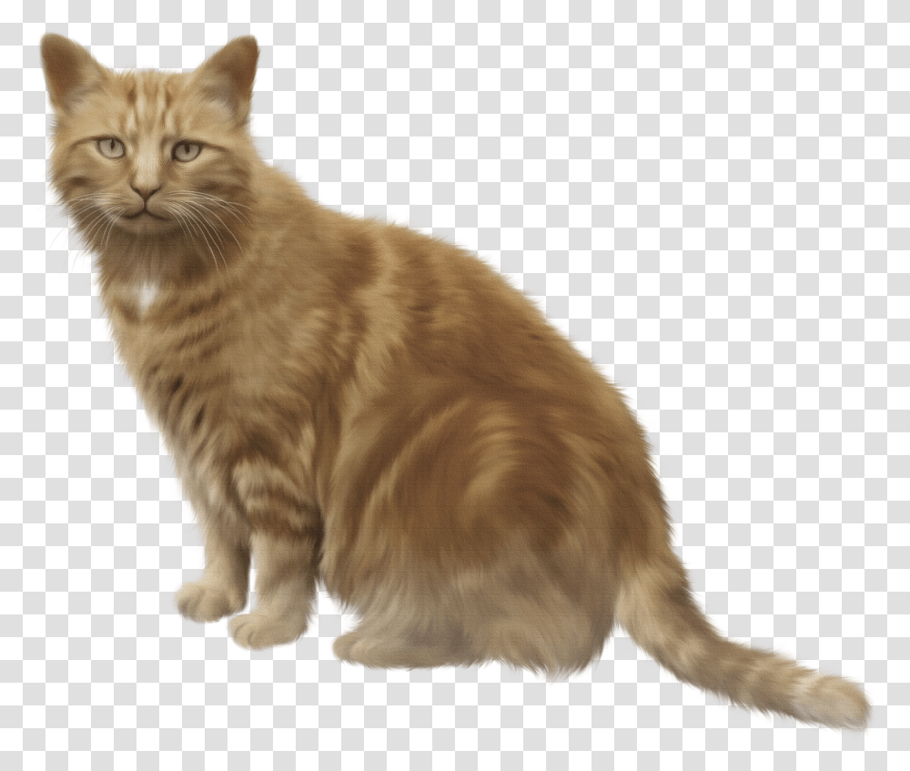 Kittens Clipart Brown Cat Box Of Shit Cat Meme Transparent Png
