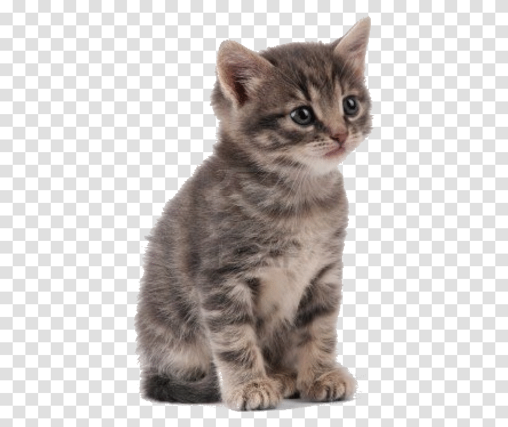Kittens Fluffy Szary Kotek W Prki May, Cat, Pet, Mammal, Animal Transparent Png