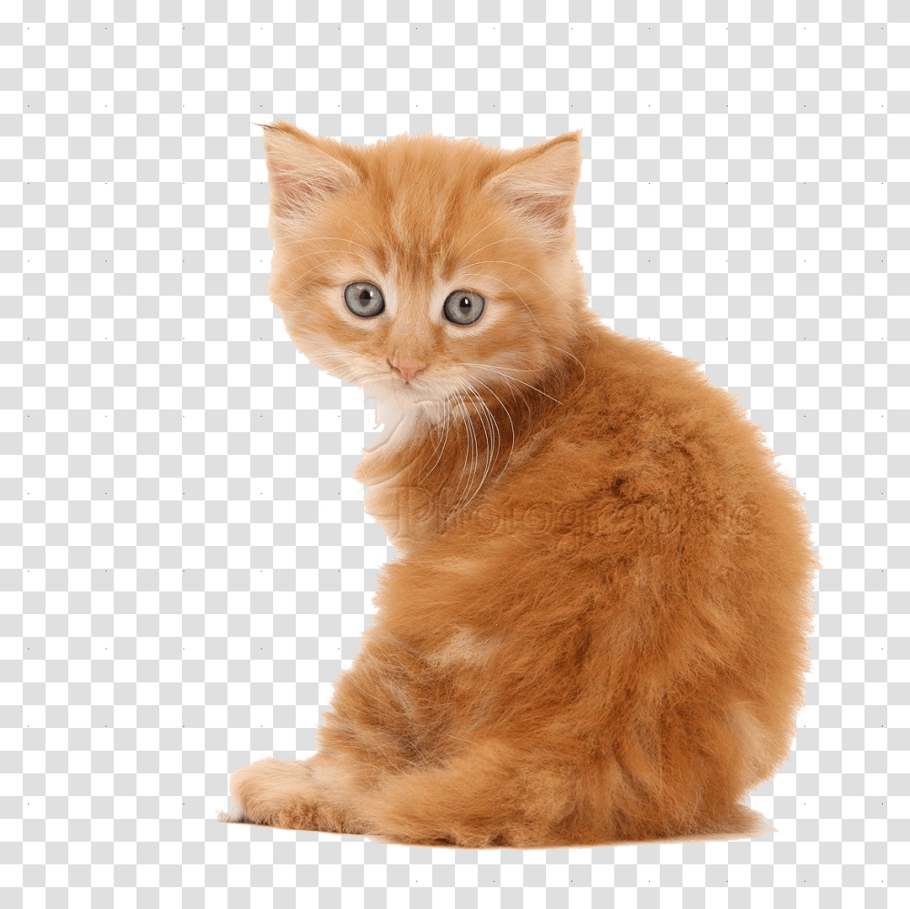 Kittens Images Free Kitten Background, Cat, Pet, Mammal, Animal Transparent Png