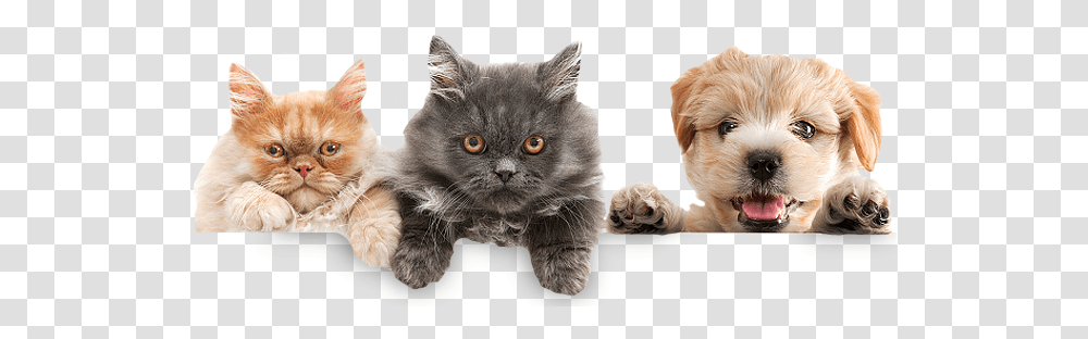 Kittens Jpeg Clipart Pet, Cat, Mammal, Animal, Dog Transparent Png
