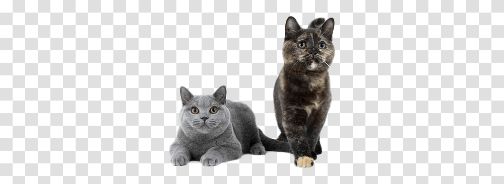 Kittens Korat, Manx, Cat, Pet, Mammal Transparent Png