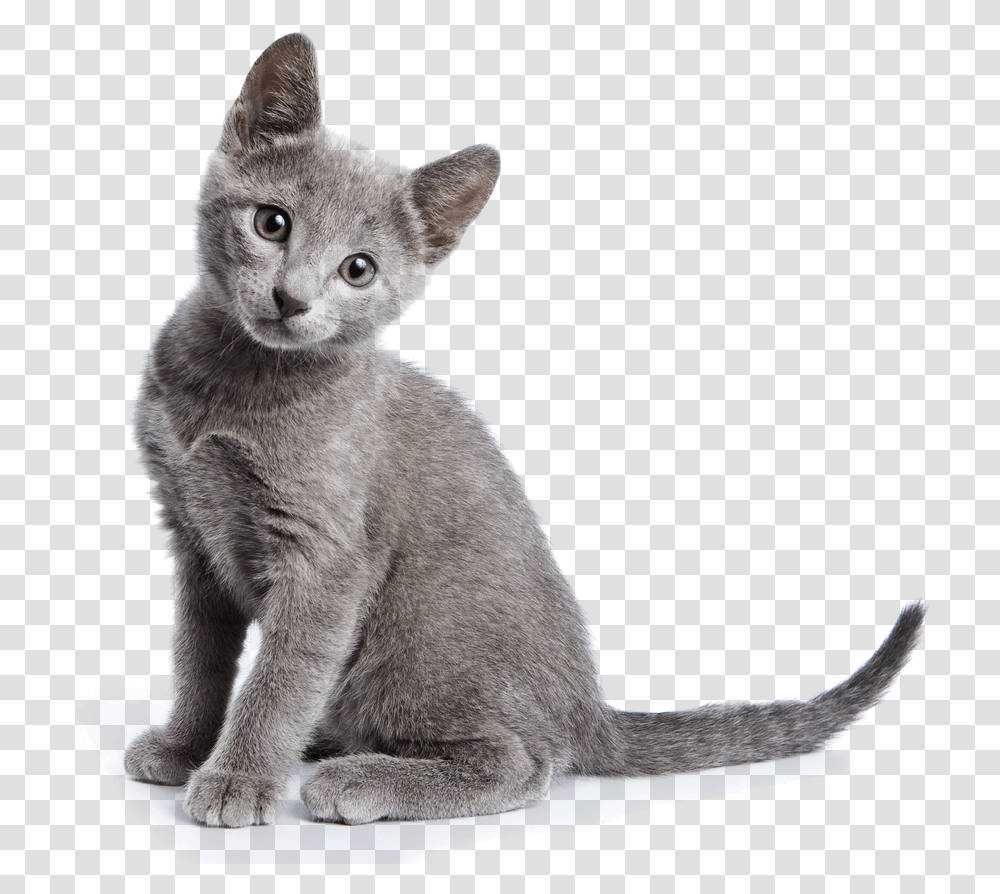 Kittens Russian Blue Cat, Abyssinian, Pet, Mammal, Animal Transparent Png