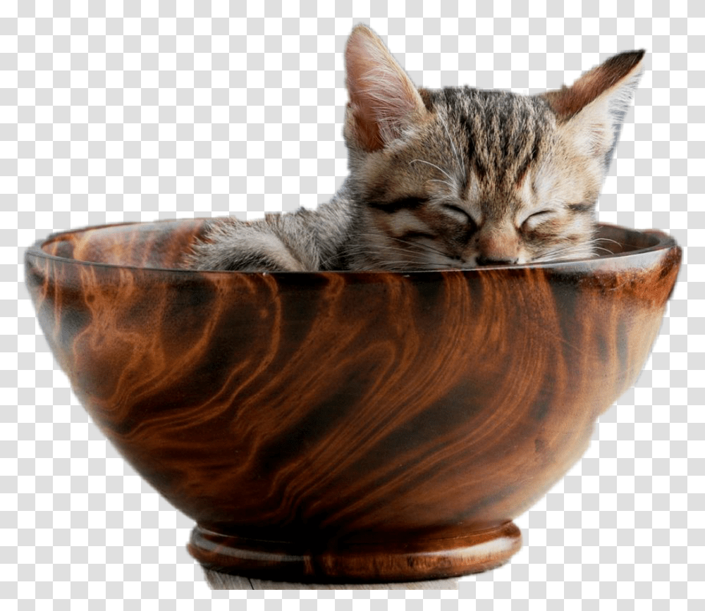 Kitty Cat, Bowl, Pet, Mammal, Animal Transparent Png