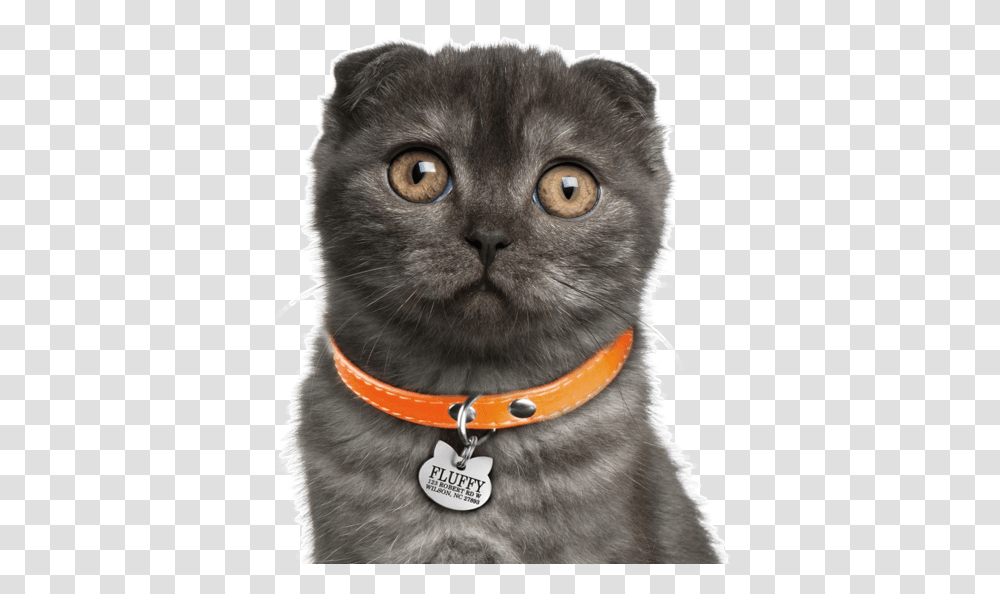 Kitty Ears Search Curly Ear Cat 1531245 Vippng Scottish Fold Black Smoke, Pet, Mammal, Animal, Accessories Transparent Png
