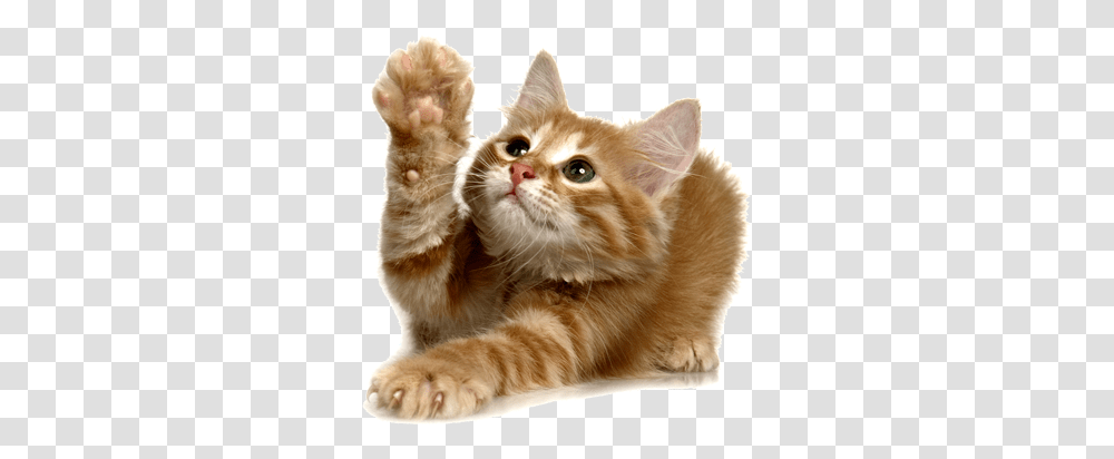 Kitty Kittan Clipart Background Kitten, Cat, Pet, Mammal, Animal Transparent Png