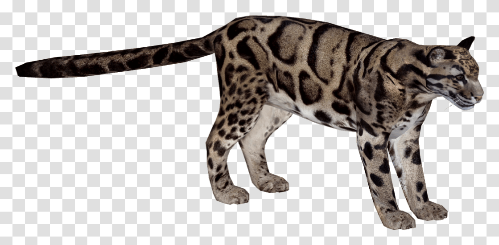 Kitty Leopard Backgrounds Img Rating Wallpaper, Wildlife, Animal, Panther, Mammal Transparent Png