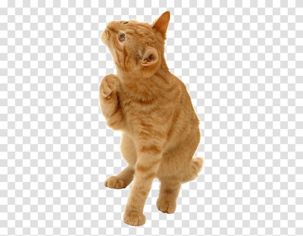 Kitty Orange 41point9 Still Looking For Answers, Pet, Animal, Manx, Cat Transparent Png