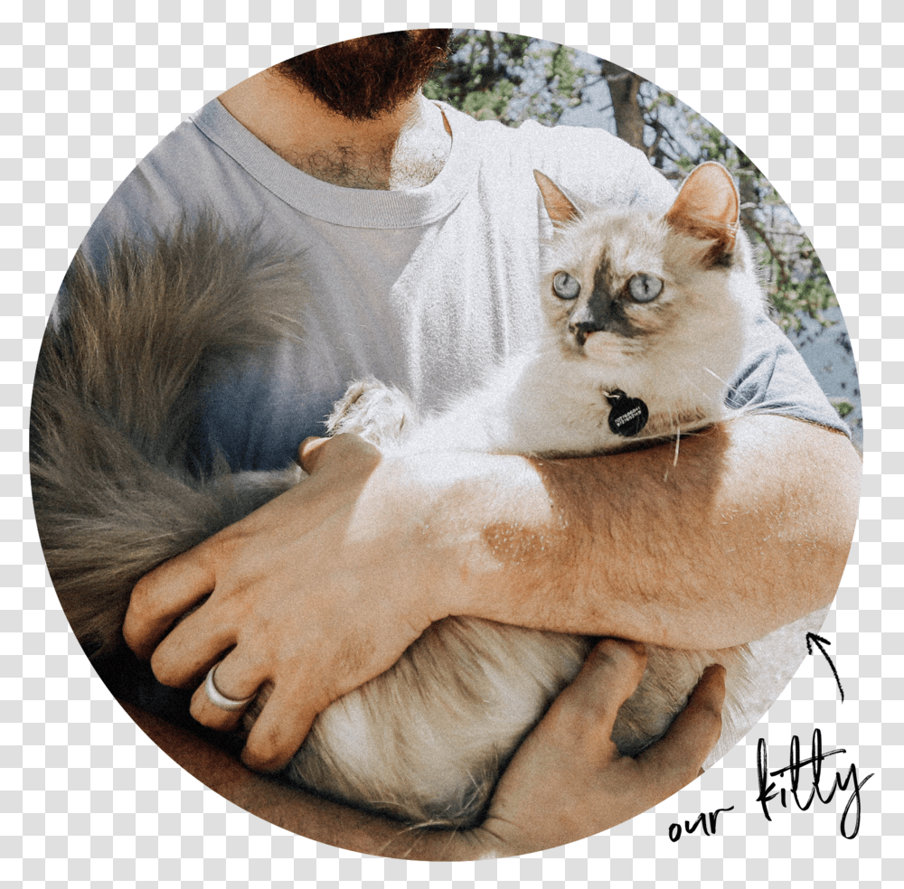 Kitty Paw, Cat, Pet, Mammal, Animal Transparent Png