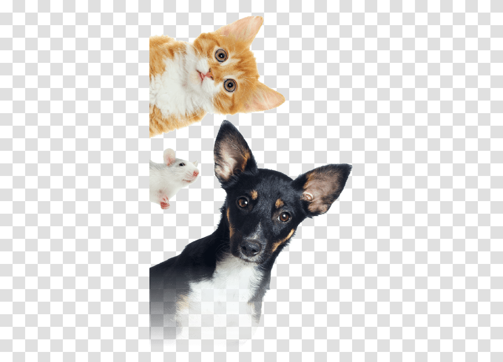 Kittymates Animates Veterinary Clinic Ltd National Pet Day 4 11 2020, Mammal, Animal, Chihuahua, Dog Transparent Png