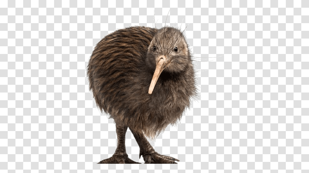 Kiwi Bird, Animal Transparent Png