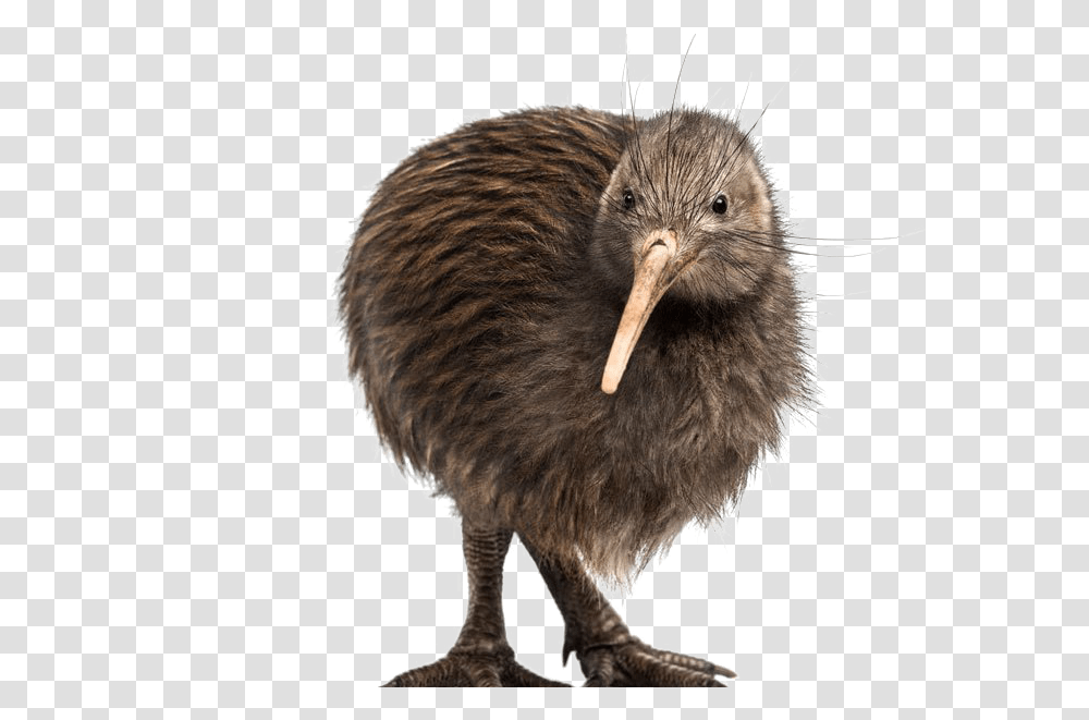 Kiwi Bird Background Mart Kiwi Bird Kiwi Background, Animal, Beak Transparent Png