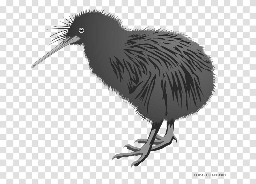 Kiwi Bird Clipart Library Download Black Images Of Kiwi Bird, Animal Transparent Png