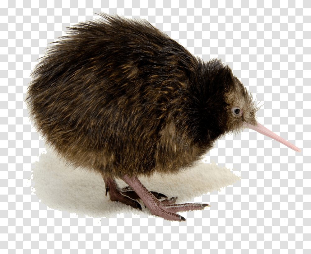 Kiwi Bird Clipart Mart Kiwi Bird Photos Download, Animal, Rat, Rodent, Mammal Transparent Png
