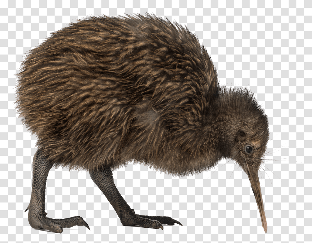 Kiwi Bird Kiwi Bird, Animal, Rat, Rodent, Mammal Transparent Png