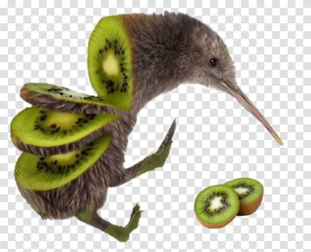 Kiwi Bird Kiwibird Birdkiwi Kiwi Bird Fruit, Plant, Food, Animal, Beak Transparent Png