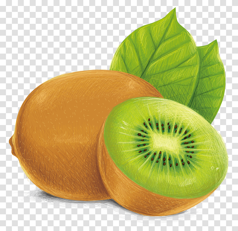 Kiwi Illustration, Plant, Fruit, Food, Sliced Transparent Png