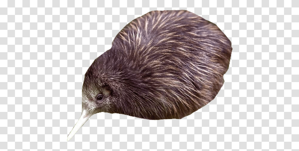 Kiwibird Pngs Kiwi Animal, Kiwi Bird, Rat, Rodent, Mammal Transparent Png