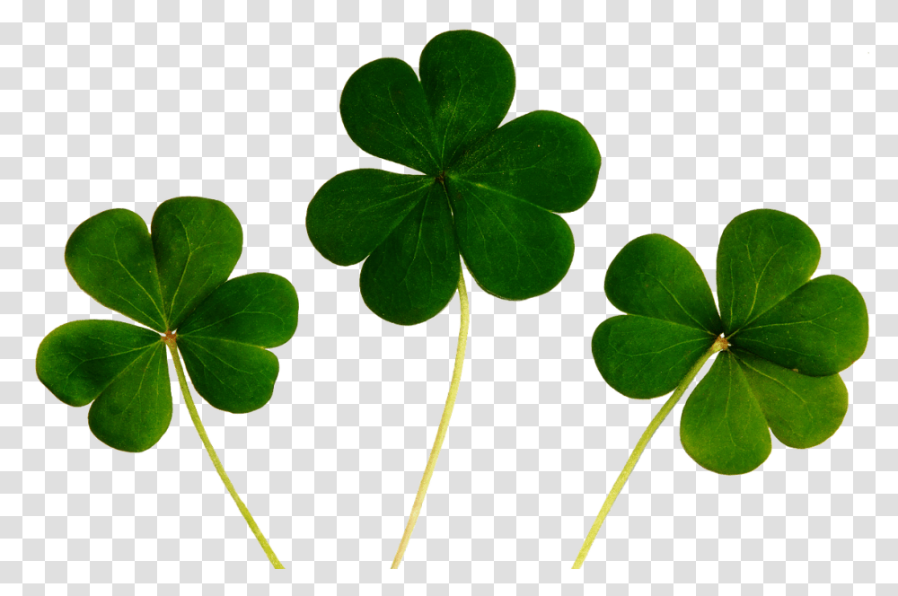 Klee Four Leaf Clover Luck Lucky Desktop Wallpaper For Good Luck, Plant, Green, Flower, Blossom Transparent Png
