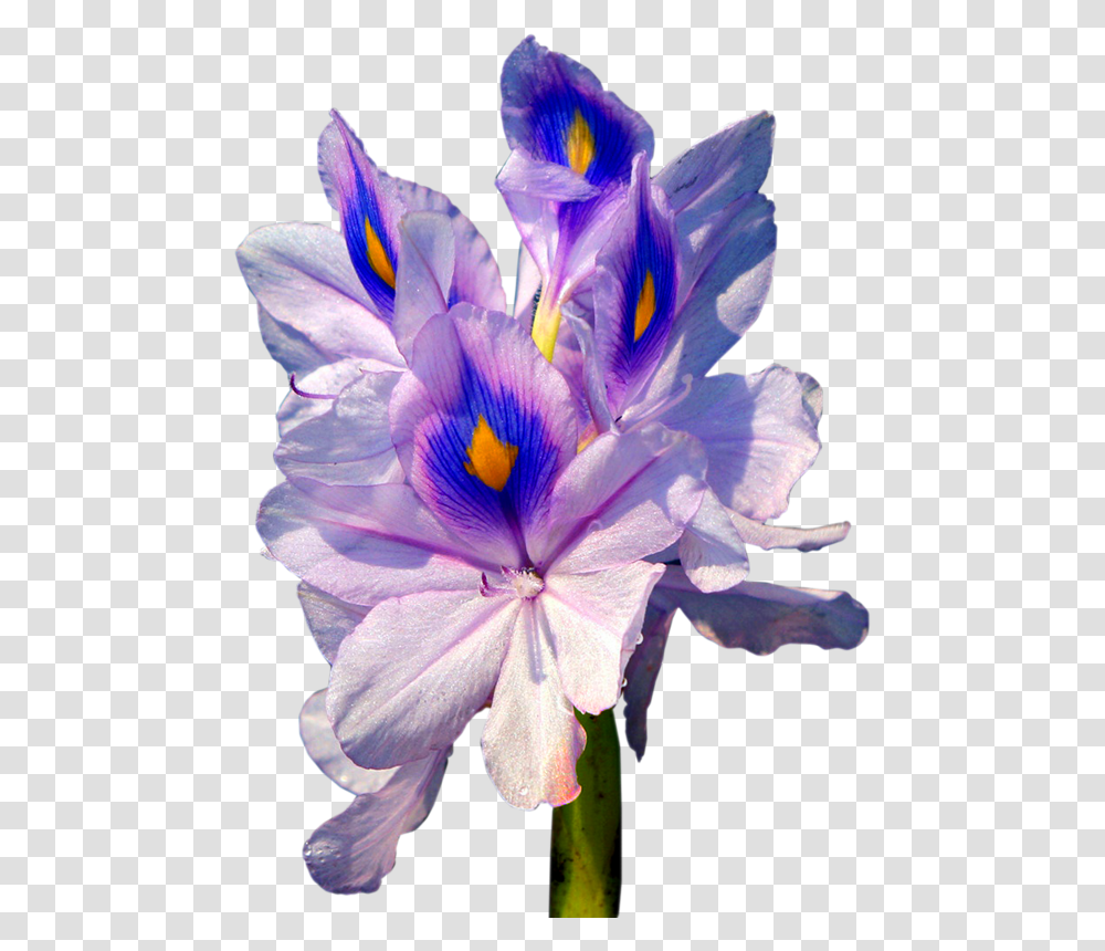 Klip Arti Cveti, Iris, Flower, Plant, Blossom Transparent Png