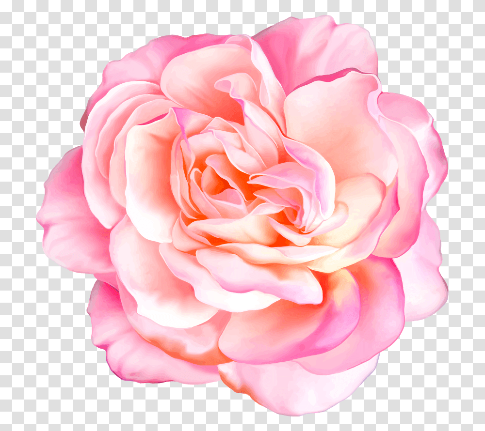 Klipart Beautiful Flowers Realistic Flowers, Plant, Rose, Blossom, Petal Transparent Png