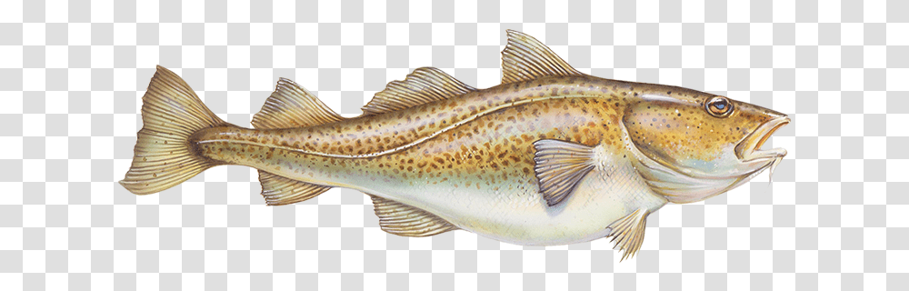 Klipart Treska, Fish, Animal, Cod, Perch Transparent Png