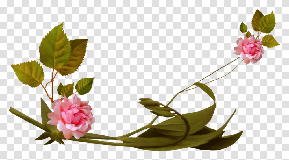 Kliparti Na Prozrachnom Fone Clip Art, Plant, Flower, Blossom, Carnation Transparent Png