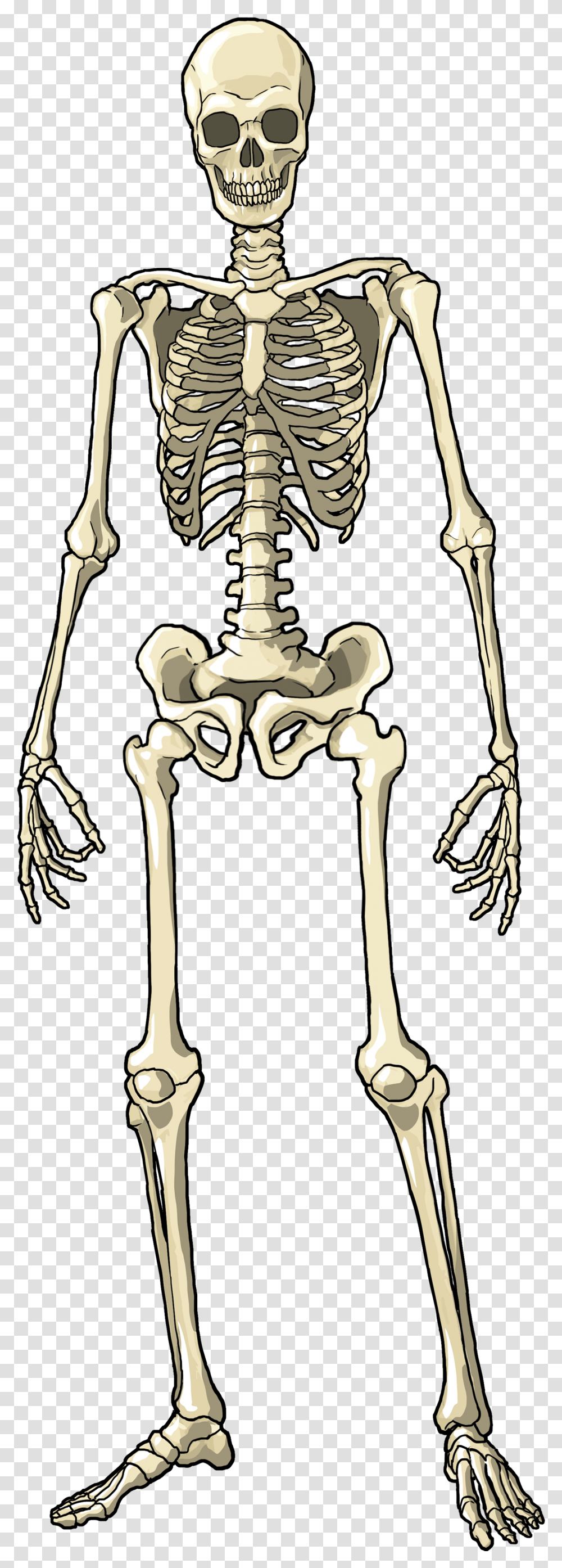 Knee Skeleton Full Body Transparent Png
