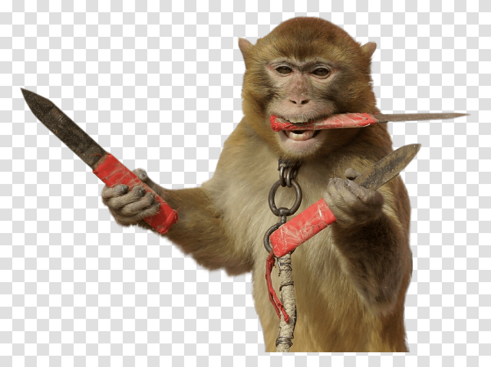 Knife Catcher, Strap, Leash, Monkey, Wildlife Transparent Png