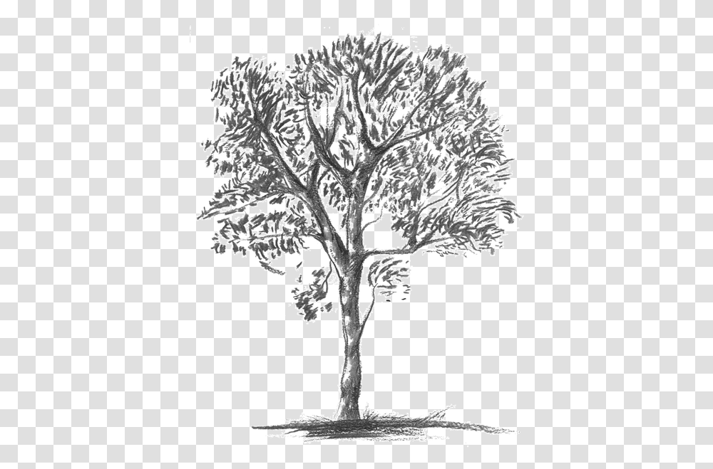 Knobthorn Grey Mexican Pinyon, Plant, Drawing, Doodle Transparent Png